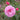 Close up of a pink rose open flat with layered petals and other pink rose buds surrounding it with green leaves blurred in the background. 