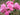 A close-up cluster of pink roses in full bloom with green leaves, photographed outdoors against a softly blurred natural background.