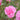 Close up of a pink rose partially opened with blurred green leaves in the background. 