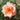 A close-up of a peach-pink rose bloom with layered ruffled petals and a yellow-orange center, photographed outdoors against a blurred green garden background.