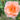 A close-up of a peach-colored rose bloom with layered petals and a yellow-orange center, surrounded by soft green leaves and a blurred natural background.