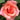 A close-up of a peach-pink rose bloom surrounded by dark green leaves.