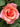 A close-up of a peach-pink rose bloom surrounded by dark green leaves.