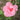 A close-up of a blooming pink rose with layered petals and green leaves in a natural outdoor setting.