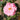 Close up of a pink rose open flat with a yellow centre and green leaves and a garden background. 