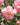 A close-up of a light pink rose in full bloom with soft layered petals, set against a blurred garden background with green leaves and more pink flowers.