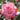 A close-up of a blooming pink rose with layered petals and green leaves in a blurred garden background.