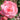A close-up of a blooming pink rose with layered petals and subtle darker pink speckles near the edges, set against a blurred garden background with green leaves.
