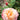 A close-up of a peachy pink rose in full bloom with green foliage and blurred rose buds in the background.