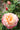 A close-up of a peachy pink rose in full bloom with green foliage and blurred rose buds in the background.