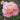 A close-up of a blooming rose with soft peach-pink petals and green leaves in a garden setting.