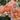 Close-up of peach and cream rose blooms with green leaves in a garden setting.