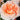 A close-up of a peach and cream rose in full bloom, with soft layered petals and a warm orange center, photographed outdoors against a blurred green and brown background.