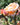 A close-up photograph of a peach-colored rose in full bloom, with two pink and red buds on the same stem against a blurred green garden background.
