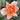A close-up of a peach and orange rose bloom with layered petals, surrounded by dark green leaves.