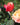 A close-up photograph of a vibrant pink/ red rose bud in bloom with green leaves, next to a partially visible peach and pink rose against a soft, blurred green background.