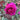 A close-up of a vibrant magenta-pink rose bloom with dark reddish-brown leaves, set against a soft-focus garden background of green foliage and other blurred flowers.