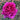 A close-up of a vibrant magenta-pink rose in full bloom, set against a softly blurred garden background with green leaves and hints of other flowers.