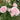 Pink rose blooms with green foliage in a garden setting.