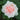 A close-up top-down view of a pale pink and white rose bloom with green leaves in the background.