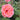 Close up of a coral pink rose open showing the dark centre with green leaves blurred in the background. 