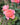 Coral pink rose blooming in a garden setting with other blooms and green leaves blurred in the background. 