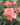 Coral pink rose blooming in a garden setting with other blooms and green leaves blurred in the background. 