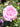 A close-up of a light pink rose bloom surrounded by green leaves in a garden setting.