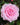 A close-up of a blooming pink rose with layered petals, set against a blurred green garden background.