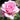 A close-up of a blooming pink rose with soft layered petals, photographed outdoors against a blurred green and brown garden background.