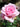 A close-up of a blooming pink rose with soft layered petals, photographed outdoors against a blurred green and brown garden background.