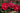 Three vibrant red rose blooms with green leaves in full sun, photographed outdoors in a garden setting.