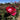 A close-up of a blooming red rose with pink inner petals, surrounded by green leaves and other blurred roses under a blue sky.