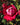 A close-up of a blooming rose with layered petals in deep red, surrounded by green leaves and buds in a garden setting.