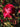 A close-up photograph of a blooming rose with deep pink to red petals, surrounded by buds and green leaves in a garden setting with a blurred background.