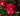 A close-up of a vibrant red rose in full bloom, surrounded by green leaves and other blurred red roses in the background.
