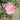 A close-up of a blooming pink rose with layered petals, surrounded by green leaves and several dark pink flower buds in a garden setting.