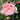 A close-up of a blooming pink rose with layered petals, surrounded by green leaves and several unopened buds in a garden setting.