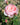 A close-up of a blooming pink rose with multiple buds and green leaves in an outdoor garden setting.