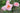 Pink roses in bloom with green leaves, photographed outdoors against a softly blurred garden background.