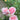 Pink roses with green buds and leaves in a garden setting, featuring a soft-focus background of green foliage and yellow flowers.