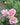 Pink roses with green buds and leaves in a garden setting, featuring a soft-focus background of green foliage and yellow flowers.