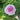 A single light pink and mauve rose in bloom surrounded by green leaves, photographed outdoors with a softly blurred natural background.