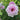 A close-up of a blooming rose with pale mauve pink to white petals and a small orange center, surrounded by green leaves and blurred rose buds in a garden setting.