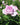 A soft mauve pink rose bloom with glossy green leaves and a blurred background of green leaves and other mauve pink flowers.