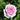 A light pink rose bloom with surrounding green leaves and buds in a natural outdoor setting.