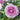 A close-up of a mauve pink rose bloom with layered petals in shades of light pink to deeper magenta, surrounded by soft green foliage and blurred rose buds in the background.