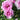 Pink roses with layered petals blooming among green leaves in a garden setting.