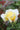 A close-up of a pale yellow rose bloom with soft white outer petals, photographed against a blurred green and burgundy garden background.