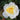 A close-up of a white rose with a yellow center, surrounded by dark green leaves.